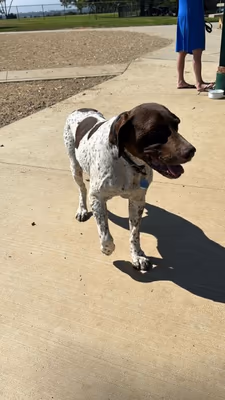 Torrey Highlands Dog Park photo 2